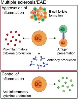 B Cells in Multiple Sclerosis and Virus-Induced Neuroinflammation